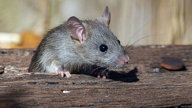 К чему снятся крысы — сонник: крысы во сне | aikimaster.ru