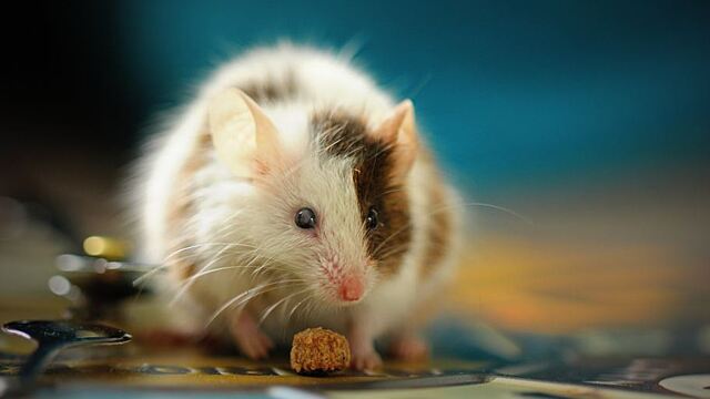 Сонник: крысы и мыши