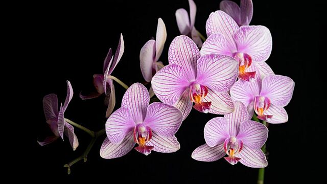Сонник — к чему снится орхидея