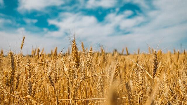 Сонник — к чему снится пшеница