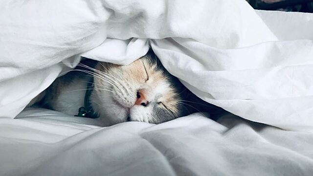 Приснились много кошек, к чему снятся много кошек, узнать значение сна –  Сонник на Рамблер/гороскопы