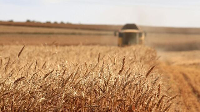 Сонник — к чему снится пшеница