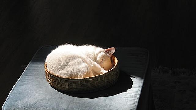 К чему снятся кошки по соннику: толкование снов про кошек