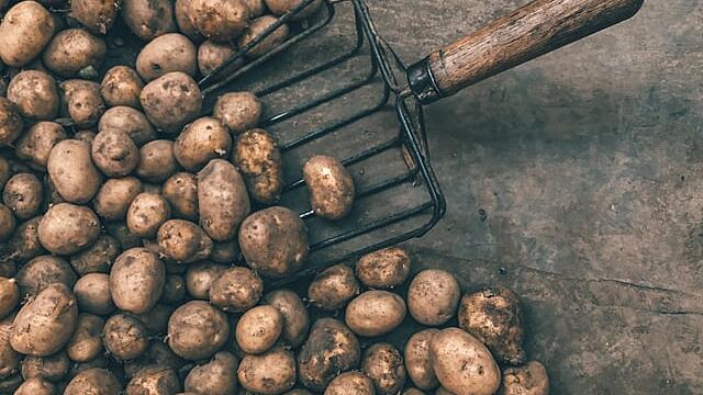 Сонник — к чему снится копать картошку