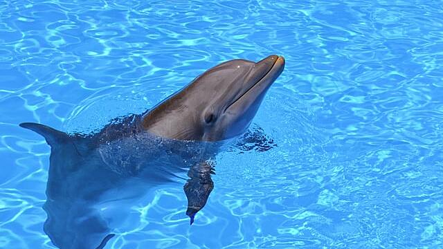 Сонник — к чему снится дельфин