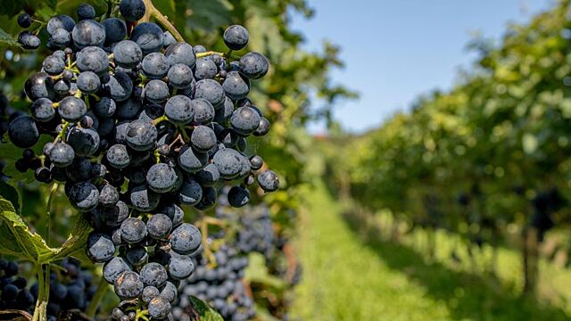 Сонник — к чему снится виноград