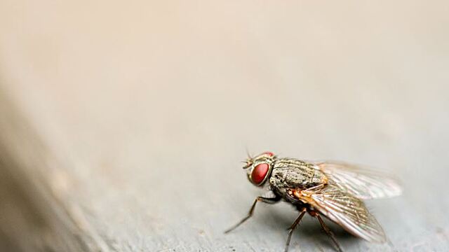 Сонник — к чему снится муха