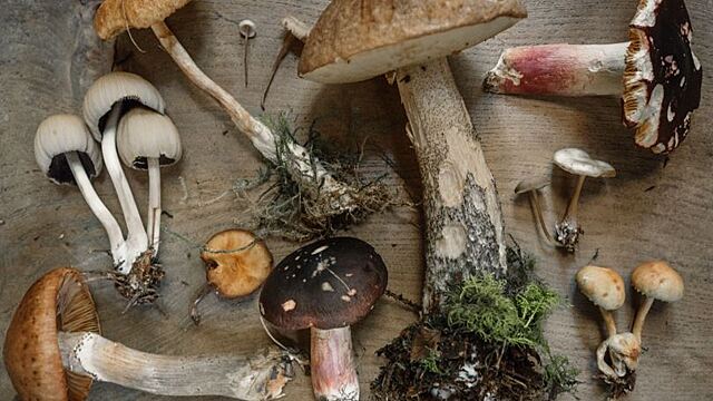 Сонник — к чему снится собранные грибы