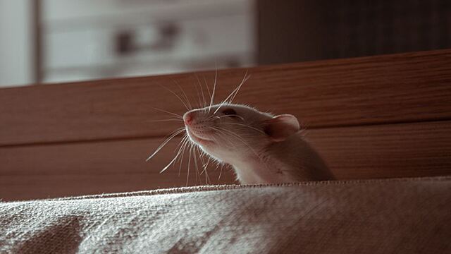 Сонник Дохлые Крысы к чему снятся Дохлые Крысы много: в доме, квартире видеть во сне