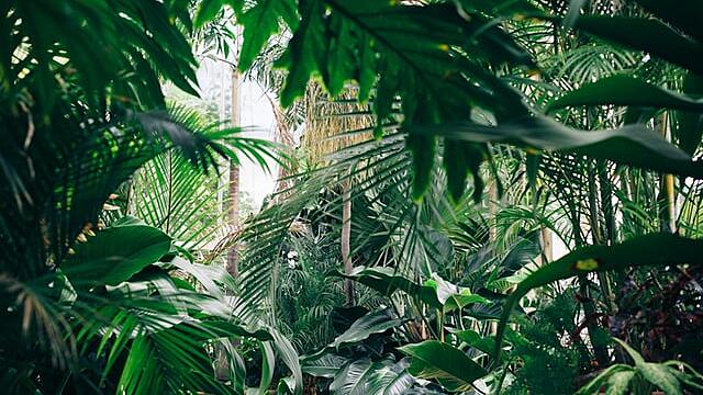 Сонник — к чему снятся джунгли