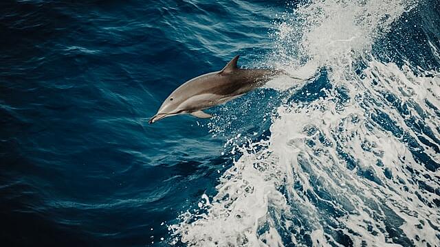 Сонник — к чему снится дельфин
