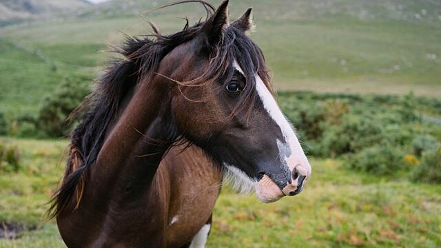 Сонник — к чему снится конь