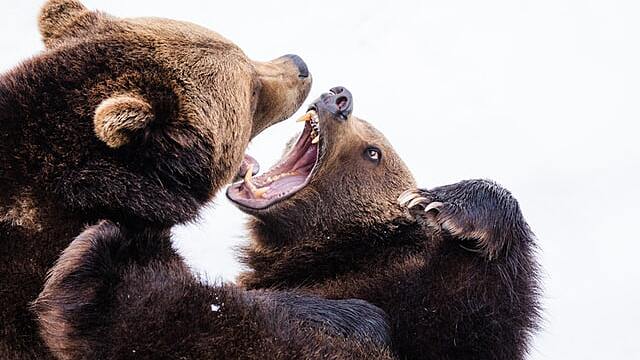 Что означает сон про медведя — 32 значения для женщины