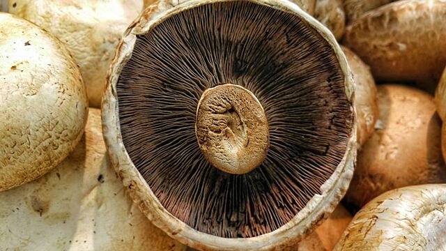 Сонник — к чему снится грибы