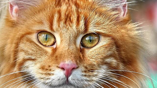 Сонник — к чему снится рыжий кот