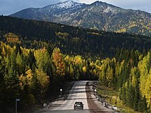 Зеленое будущее. Как в России восстанавливают леса?