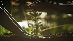 Стало известно, кто действительно помогает спасать русский лес