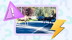 Как избежать столкновения с дикими животными на дороге: совет эксперта